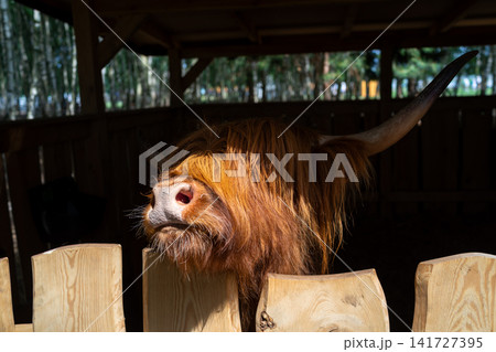 Brown cow head peeking over wooden fence inside rustic barn, open mouth and curious gaze near sunlit window, showing calm farm animal portrait with warm natural light Brown cow head peeking over wooden fence inside rustic barn, open mouth and curious gaze near sunlit window, showing calm farm animal portrait with warm natural light 141727395