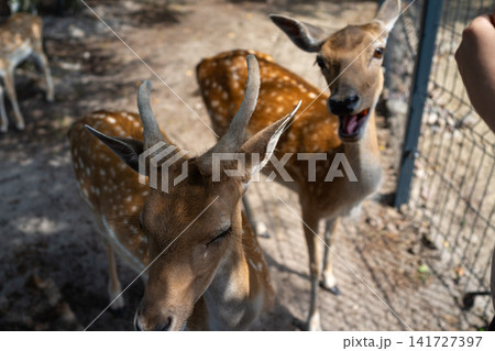 Close-up spotted deer with alert ears facing viewer while another deer stands behind in sunlit wildlife enclosure beside metal wire fence and rustic outdoor pen Close-up spotted deer with alert ears facing viewer while another deer stands behind in sunlit wildlife enclosure beside metal wire fence and rustic outdoor pen 141727397