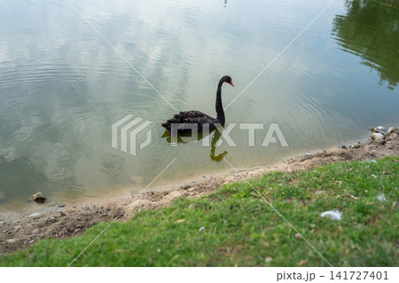 Black swan gliding across calm lake water beside rocky shoreline, green grass foreground, mirrored ripples, elegant bird portrait with curved neck and red beak, with black, swan, bird, aquatic detail Black swan gliding across calm lake water beside rocky shoreline, green grass foreground, mirrored ripples, elegant bird portrait with curved neck and red beak, with black, swan, bird, aquatic detail 141727401