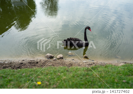 Black swan resting beside pond edge with red beak, dark plumage, calm rippled water, rocky shoreline, green grass, and soft daylight reflections, with black, swan, pond, aquatic detail Black swan resting beside pond edge with red beak, dark plumage, calm rippled water, rocky shoreline, green grass, and soft daylight reflections, with black, swan, pond, aquatic detail 141727402