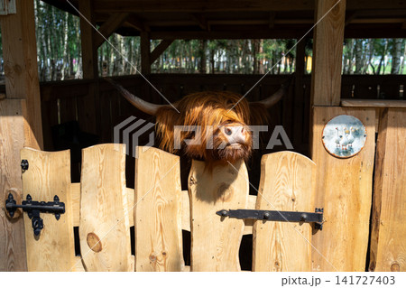 Brown Highland cow peeking over weathered wooden fence beside farm barn doorway, sunlit forest backdrop and rustic rural setting creating calm livestock portrait Brown Highland cow peeking over weathered wooden fence beside farm barn doorway, sunlit forest backdrop and rustic rural setting creating calm livestock portrait 141727403