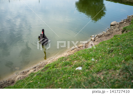 Black swan floating on calm lake water beside rocky shoreline with green grass, red beak, glossy feathers, mirrored reflection, and quiet natural daylight, with black, swan, bird, wildlife detail 141727410