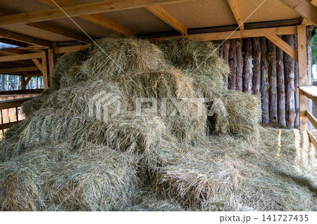 Barn interior with large hay pile and stacked hay bales beneath wooden roof beams, showing rural farm storage, straw texture, warm daylight, rustic agriculture setting Barn interior with large hay pile and stacked hay bales beneath wooden roof beams, showing rural farm storage, straw texture, warm daylight, rustic agriculture setting 141727435