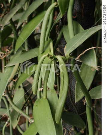 Fresh Green Vanilla Bean Pods Hanging on Vine Fresh Green Vanilla Bean Pods Hanging on Vine 141727504