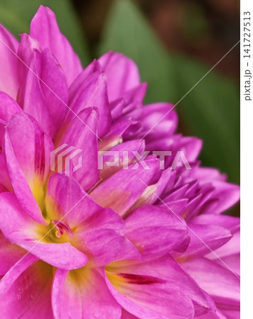 Pink Dahlia Flower with Golden Center Pink Dahlia Flower with Golden Center 141727513