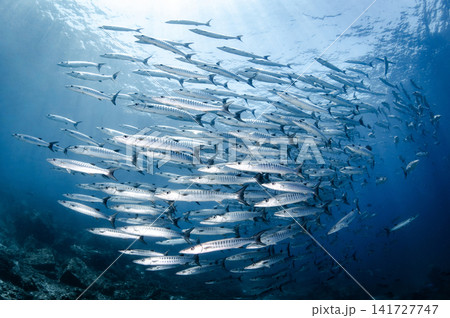 Massive school of barracuda swimming together in crystal clear water of Andaman sea Massive school of barracuda swimming together in crystal clear water of Andaman sea 141727747