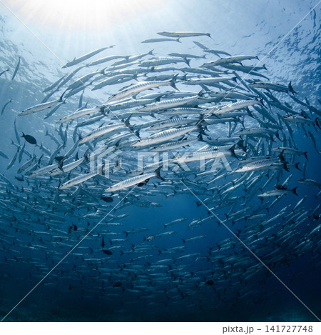 Massive school of barracuda swimming together in crystal clear water of Andaman sea Massive school of barracuda swimming together in crystal clear water of Andaman sea 141727748