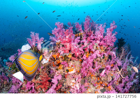 Beautiful underwater landscape with pink soft coral, blue ring angelfish and school of fish Beautiful underwater landscape with pink soft coral, blue ring angelfish and school of fish 141727756