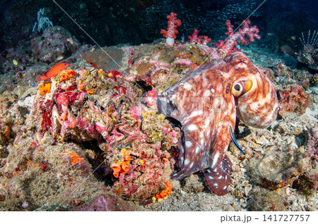 Octopus camouflage on coral reef at Similan national park, Thailand 141727757
