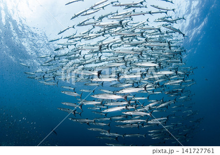 Massive school of barracuda swimming together in crystal clear water of Andaman sea Massive school of barracuda swimming together in crystal clear water of Andaman sea 141727761