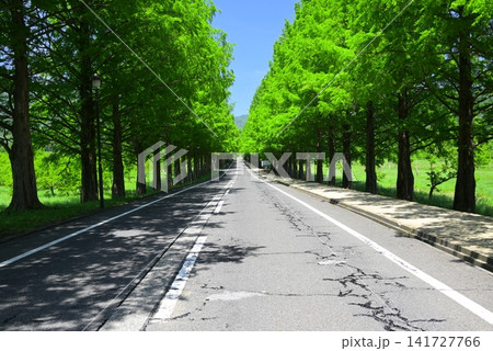 新緑に包まれた道路 141727766