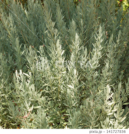 Growing Lavandula at sunny day Growing Lavandula at sunny day 141727836