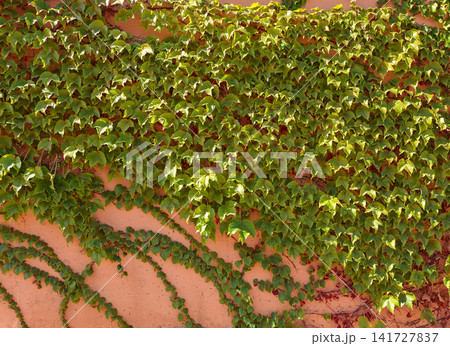 Vine - plant creeping on wall 141727837
