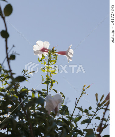 Pandorea jasminoides flowers 141727845