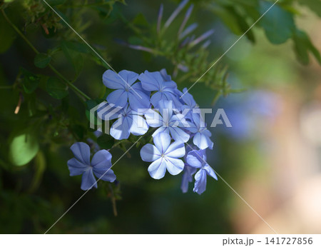 Sun light on blue flowers 141727856