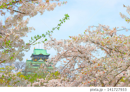 大阪府大阪市、桜と大阪城の風景 大阪府大阪市、桜と大阪城の風景 141727933