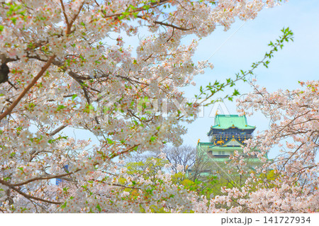 大阪府大阪市、桜と大阪城の風景 大阪府大阪市、桜と大阪城の風景 141727934