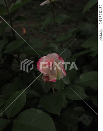 暗い背景に咲く白とピンクのグラデーションの薔薇 暗い背景に咲く白とピンクのグラデーションの薔薇 141728189