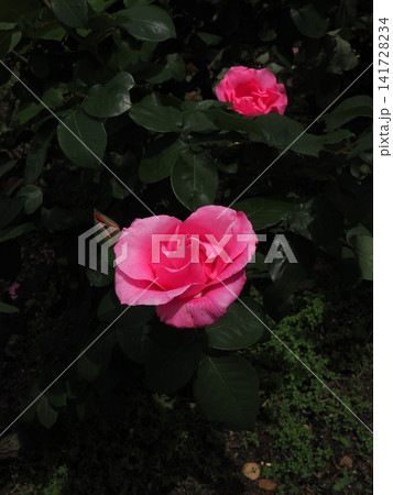 暗い背景に映える鮮やかなピンクの薔薇 暗い背景に映える鮮やかなピンクの薔薇 141728234