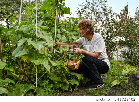 Elderly woman harvesting cucumbers in a garden during a sunny afternoon Elderly woman harvesting cucumbers in a garden during a sunny afternoon 141728402
