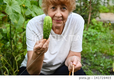 Women harvesting vegetables together in a sunny garden during the afternoon Women harvesting vegetables together in a sunny garden during the afternoon 141728403