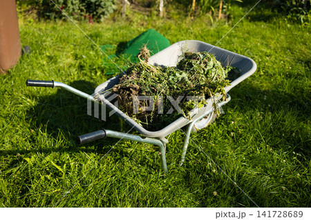 Garden wheelbarrow full of green weeds and mown grass on lawn 141728689