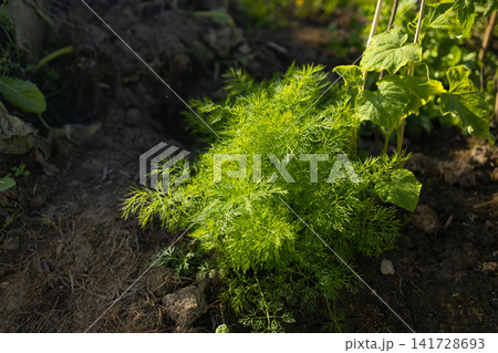 Fresh green dill plant growing in organic garden soil Fresh green dill plant growing in organic garden soil 141728693