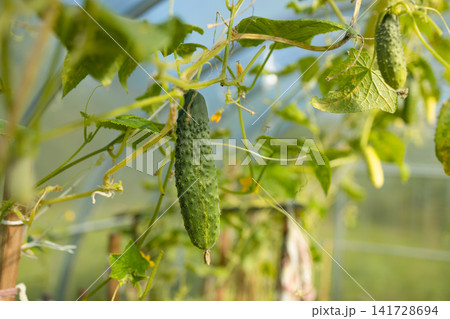 Fresh green cucumbers growing on vine in greenhouse 141728694
