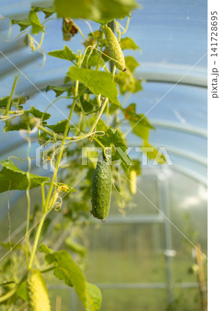 Fresh green cucumbers growing on vine in greenhouse Fresh green cucumbers growing on vine in greenhouse 141728695