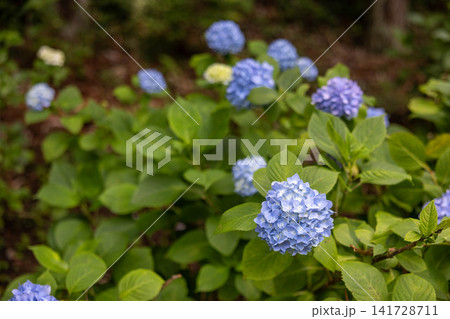 梅雨の季節を彩る鮮やかな青いあじさいの花と新緑の風景 梅雨の季節を彩る鮮やかな青いあじさいの花と新緑の風景 141728711