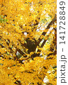 紅葉　20　黄金色に輝く銀杏 141728849