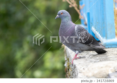 City pigeon perched on the ground outdoors on a sunny day 141728869