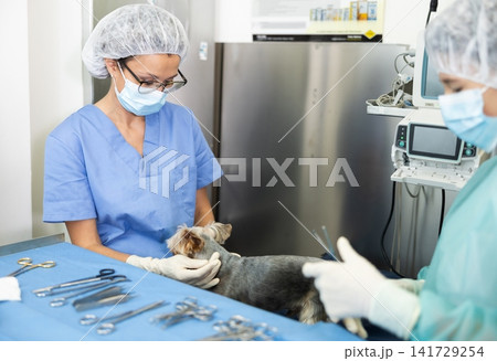 Female veterinarian conducting examination of Yorkshire Terrier at veterinary clinic Female veterinarian conducting examination of Yorkshire Terrier at veterinary clinic 141729254