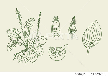 Botanical illustration featuring herbal plant, essential oil bottle, mortar and pestle, and leaf on a light background, emphasizing natural wellness and herbal remedies Botanical illustration featuring herbal plant, essential oil bottle, mortar and pestle, and leaf on a light background, emphasizing natural wellness and herbal remedies 141729259