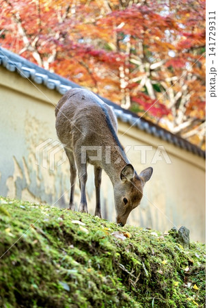 秋の奈良公園で撮影した野生の鹿 141729311