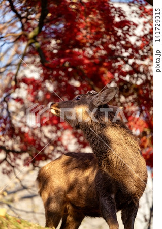 秋の奈良公園で撮影した野生の鹿 秋の奈良公園で撮影した野生の鹿 141729315