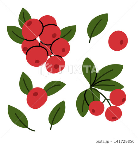 Fresh Red Cranberry and Lingonberry Botanical Clipart Set Fresh Red Cranberry and Lingonberry Botanical Clipart Set 141729850
