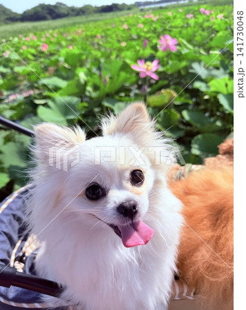 お花の匂いをかぐ犬 141730048