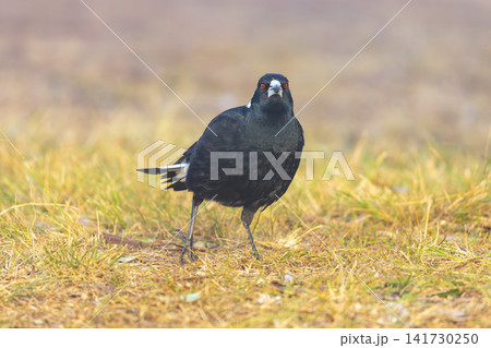 An Australian Magpie foraging for food in a grassy field 141730250