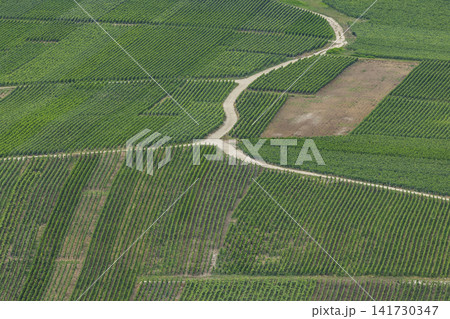 Vineyards creating green patterns in Grand Est, France Vineyards creating green patterns in Grand Est, France 141730347