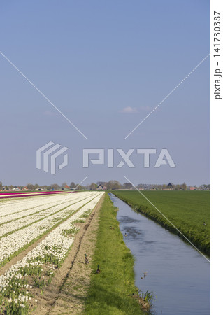 Tulip fields and canal in Noordbeemster, North Holland Tulip fields and canal in Noordbeemster, North Holland 141730387