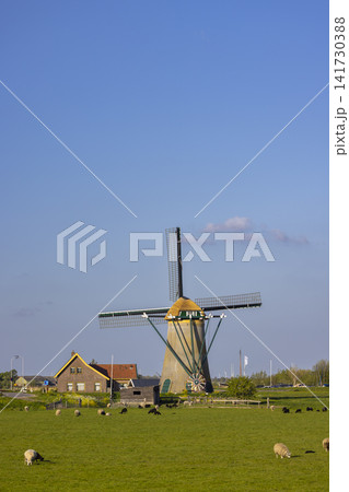 Traditional Dutch windmill standing in a green polder field Traditional Dutch windmill standing in a green polder field 141730388