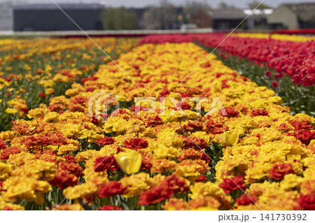 Tulip field blooming with yellow and red flowers in Voorhout, Netherlands Tulip field blooming with yellow and red flowers in Voorhout, Netherlands 141730392