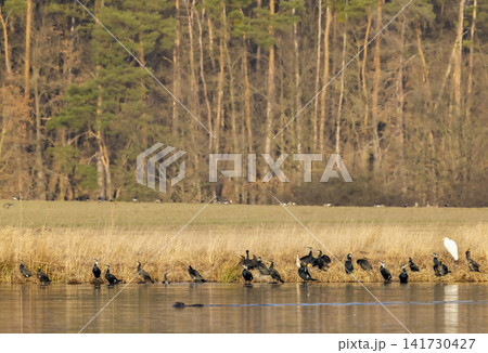 Cormorants and egret gathering with beaver swimming in pond, Razice Cormorants and egret gathering with beaver swimming in pond, Razice 141730427