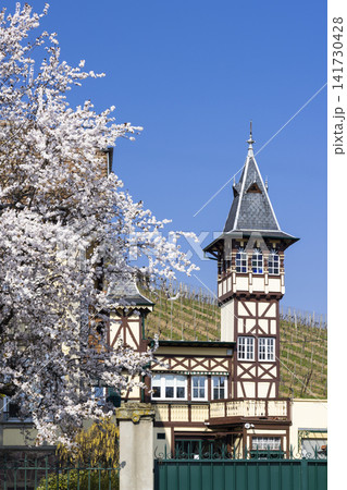 Traditional timber frame house with vineyard and blooming tree in Ribeauville Traditional timber frame house with vineyard and blooming tree in Ribeauville 141730428