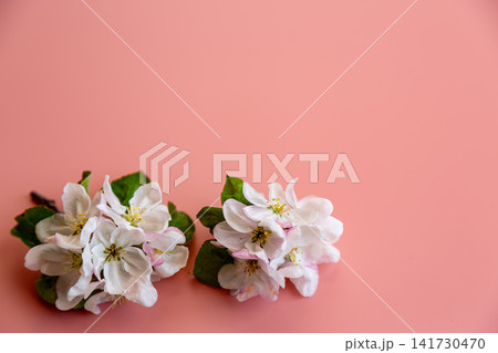 spring blooming apple flowers with green leaves on pastel pink background 141730470