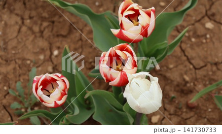 Colorful tulip field. Vibrant pink flowers.tulip blooming. High quality photo 141730733