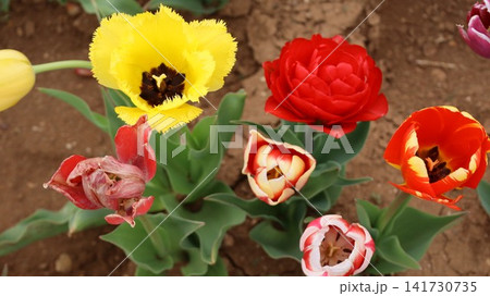 Colorful tulip field. Vibrant pink flowers.tulip blooming. High quality photo Colorful tulip field. Vibrant pink flowers.tulip blooming. High quality photo 141730735