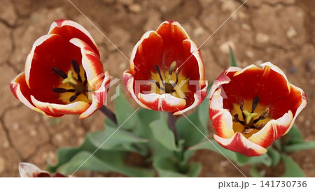 Red tulips garden. Red white tulips, tulip blooming. tulip from the ground. High quality photo Red tulips garden. Red white tulips, tulip blooming. tulip from the ground. High quality photo 141730736