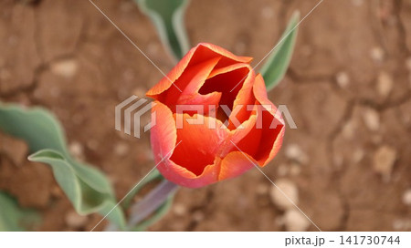 Red tulip blooming. tulip from the ground. High quality photo Red tulip blooming. tulip from the ground. High quality photo 141730744